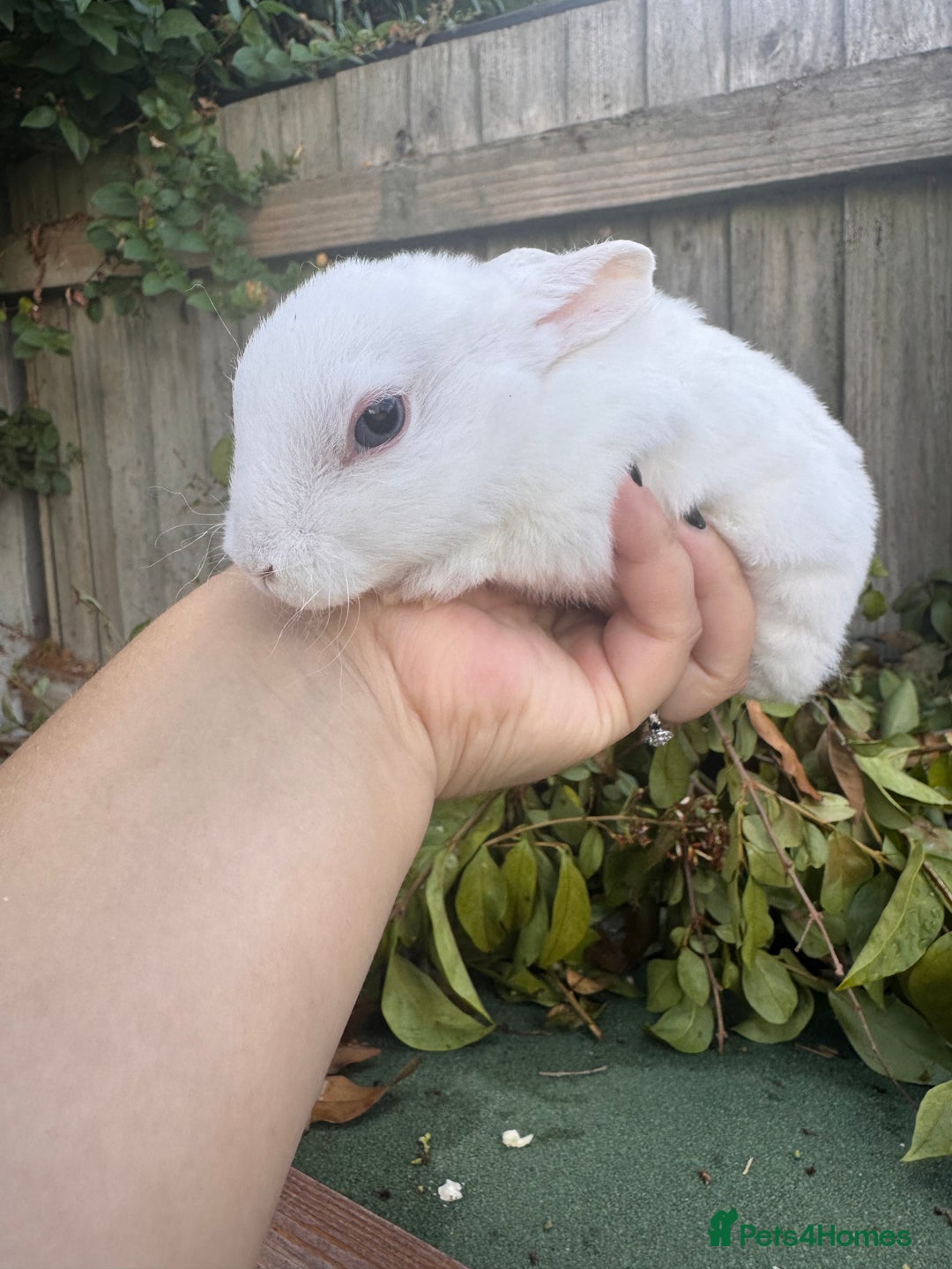 Mini Lop rabbits for sale: PUREBRED MINI LOP & MINI REX BABIES - Image 11