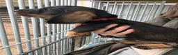 Dachshund dogs for sale: Wired Hair Dachshund Teckle Puppies - Advert 7