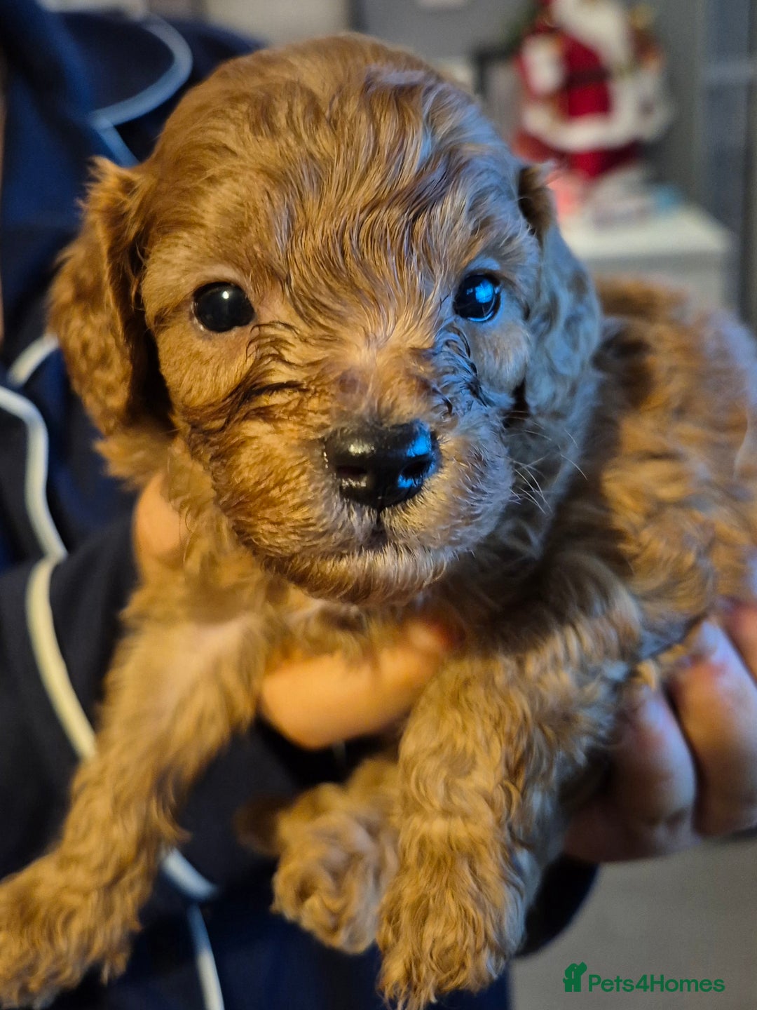 Cavapoo dogs for sale: TINY TOY CAVAPOO HEALTH TESTED  - Advert 3