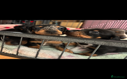 Miniature Dachshund dogs for sale: *REDUCED* 2 stunning female pups left - Image 4