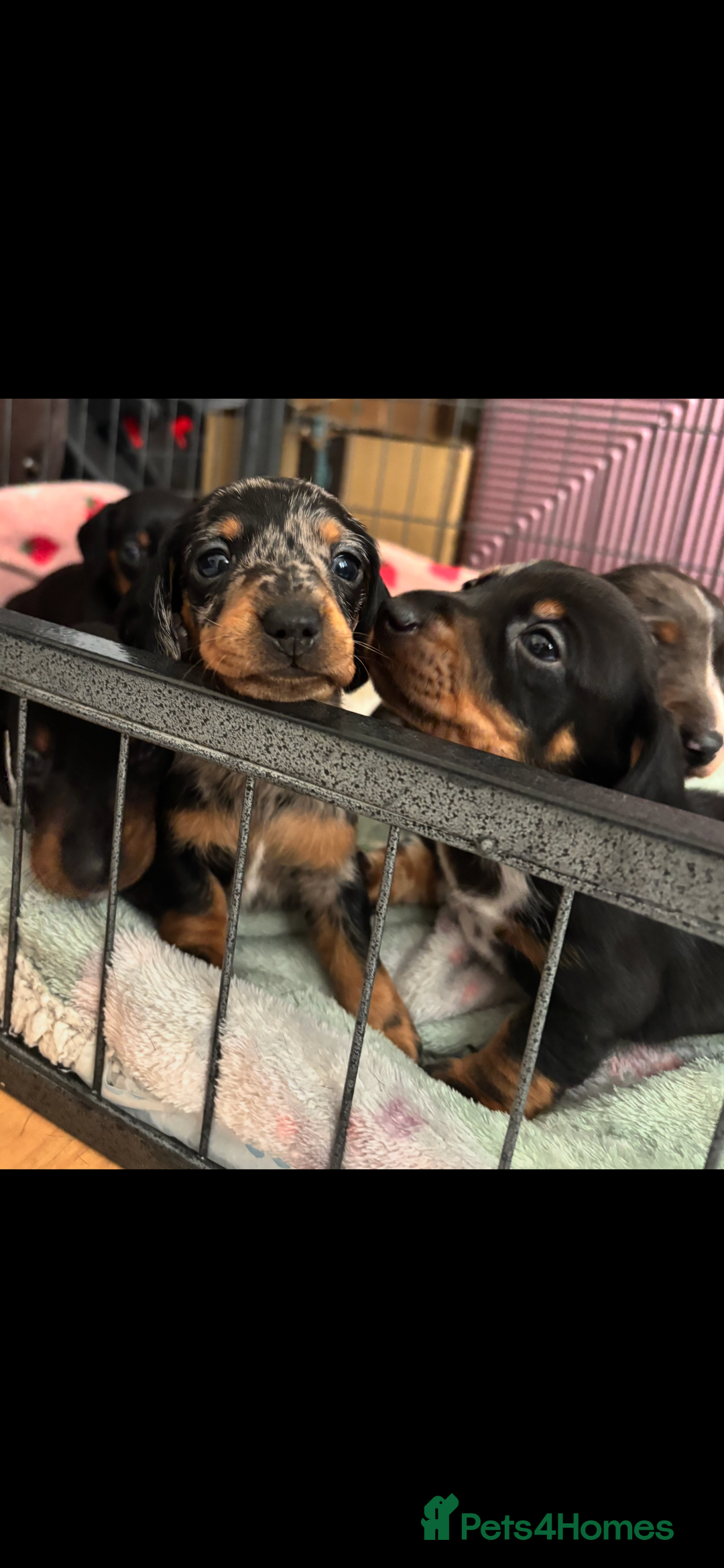 Miniature Dachshund dogs for sale: *REDUCED* 2 stunning female pups left - Image 4