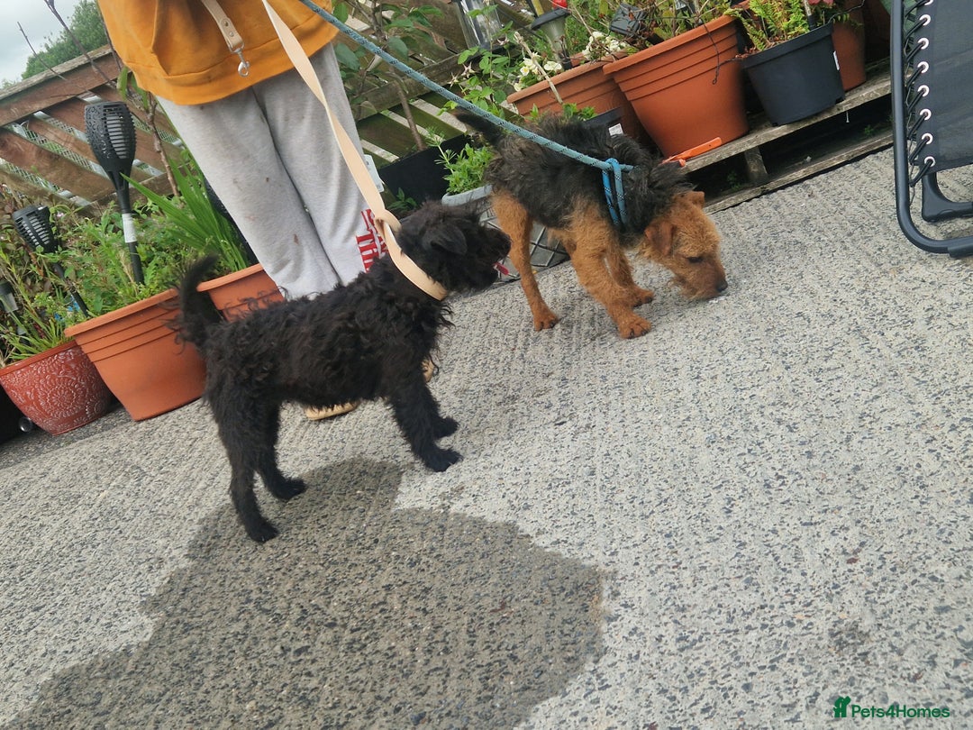 Lakeland Terrier dogs for sale: Lakeland terrier  - Advert 2