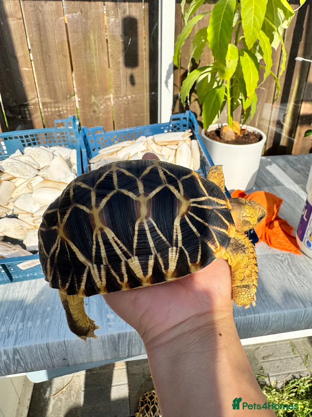 Tortoise reptiles for sale: CB23 Burmese Star tortoise for sale - Advert 2