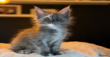 Maine Coon cats - Advert 5