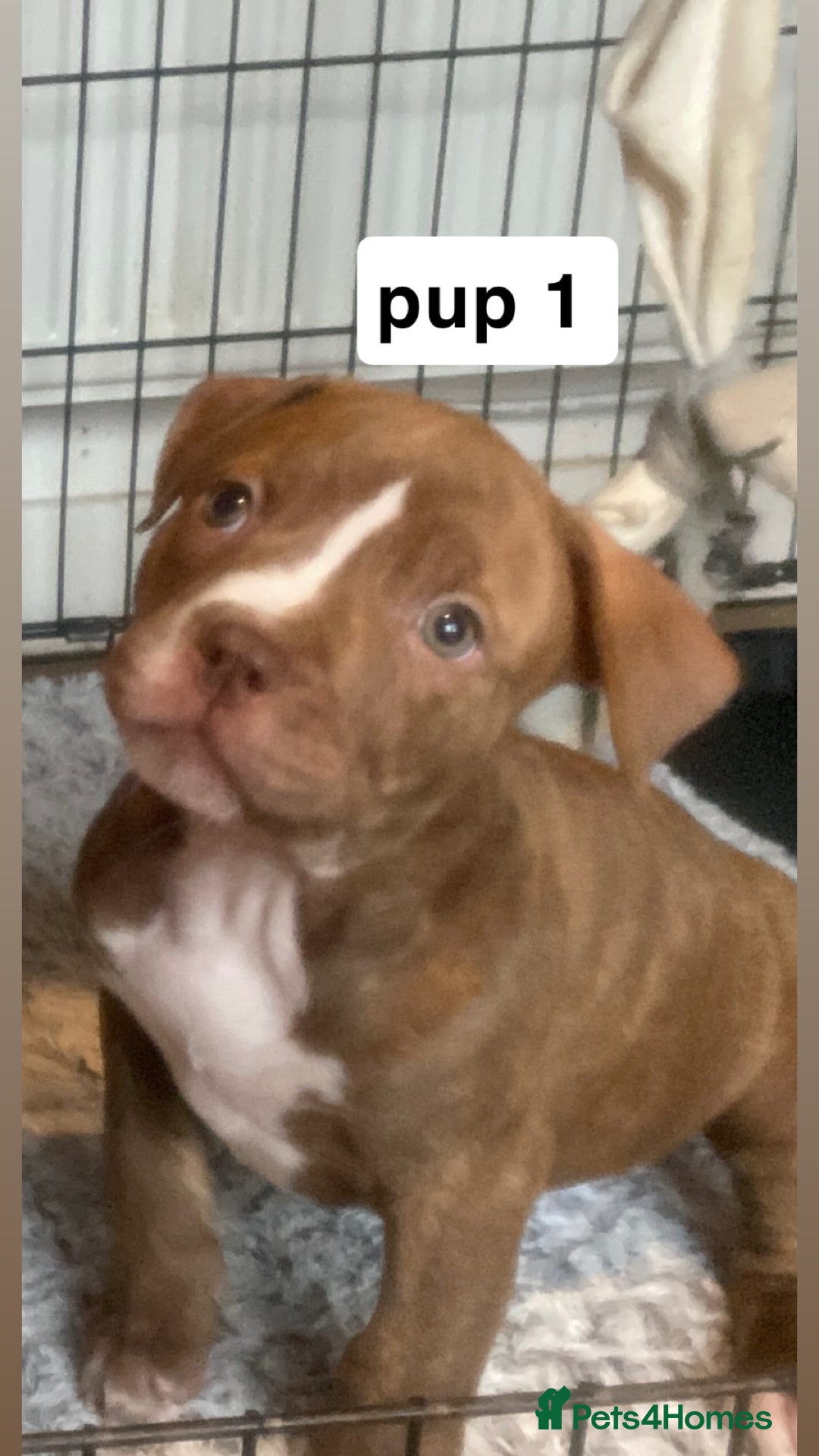 Mixed Breed dogs for sale: staffy X  - Advert 11