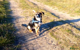 Mixed Breed dogs for adoption: ❤️🐶Busia- 6(7) month lower-medium girl ❤️🐶 - Advert 14