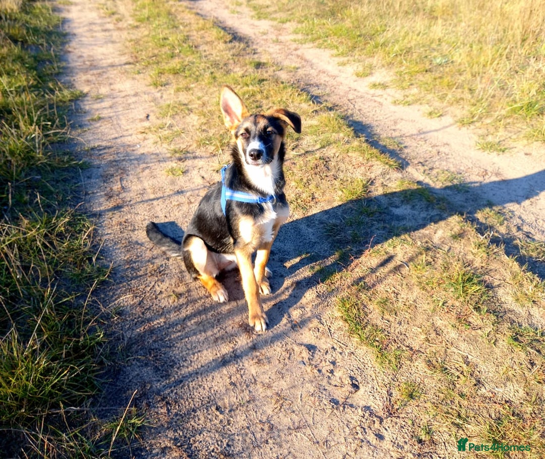 Mixed Breed dogs for adoption: ❤️🐶Busia- 6(7) month lower-medium girl ❤️🐶 - Advert 14