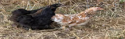 Chickens poultry for sale: Pekin hens / silky chick - Advert 8