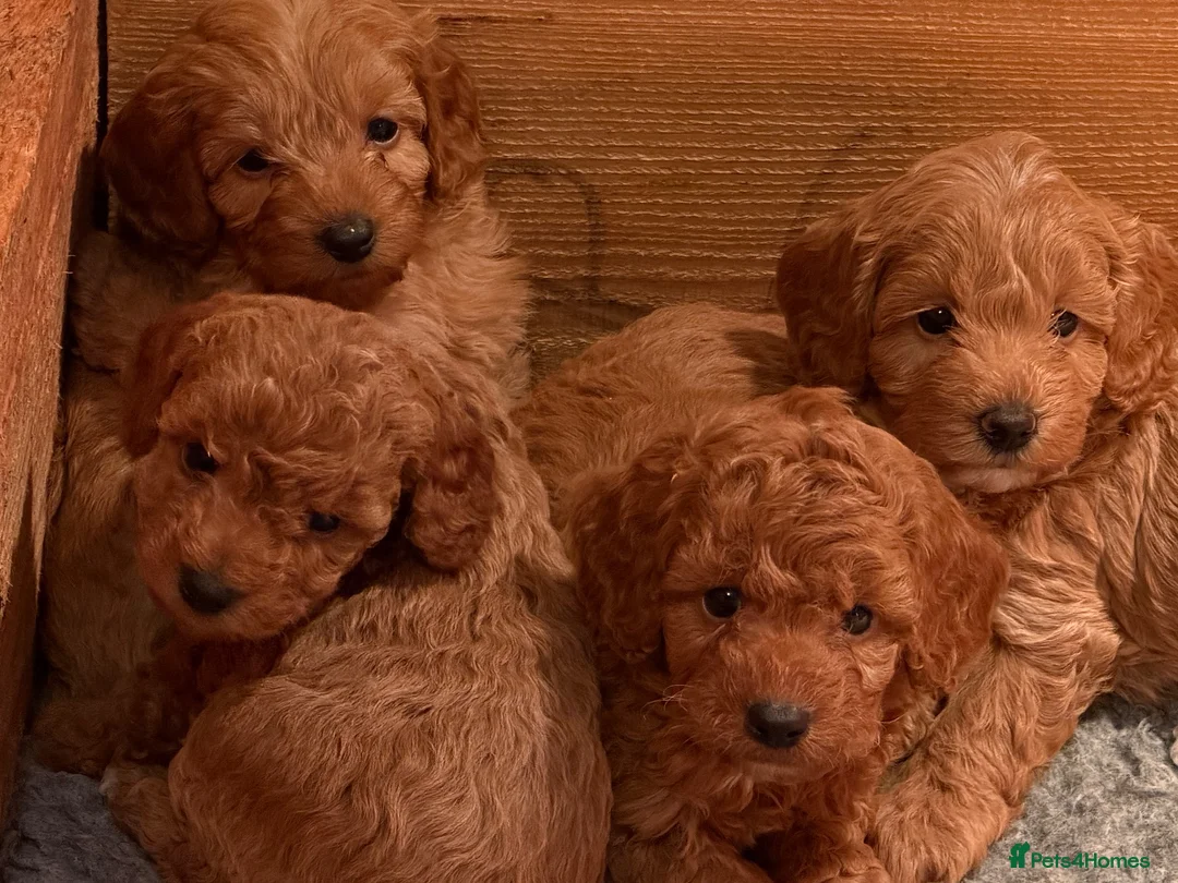 Cockapoo dogs for sale: Delightful F1b Cockapoo pups - Advert 2