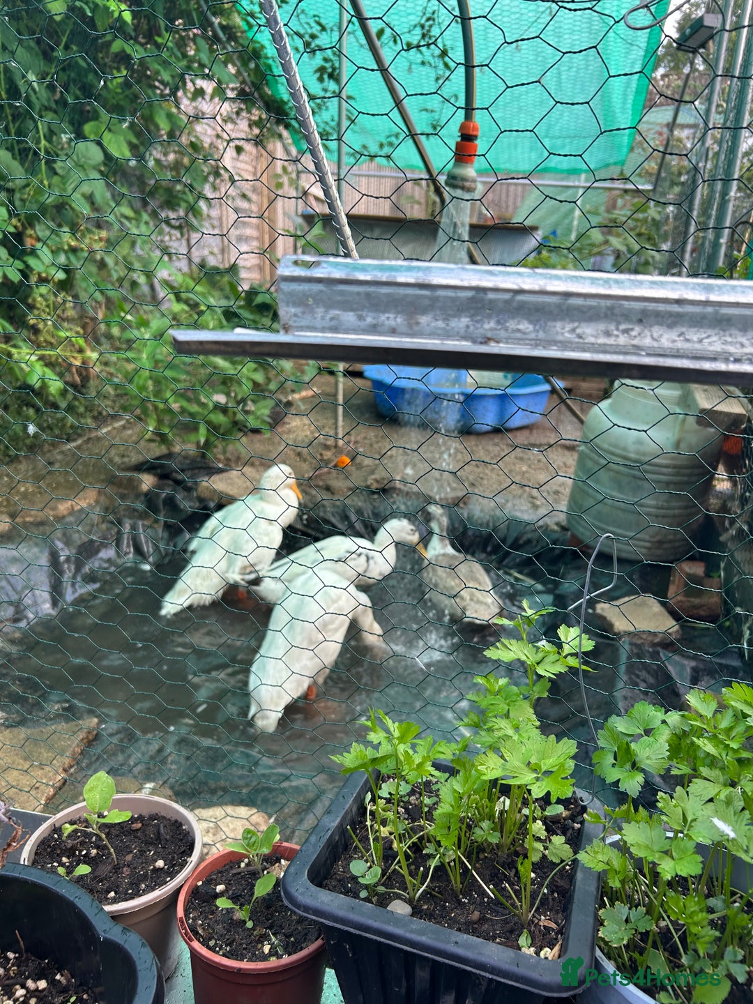 Ducks poultry for sale: 2 white runners - Image 1