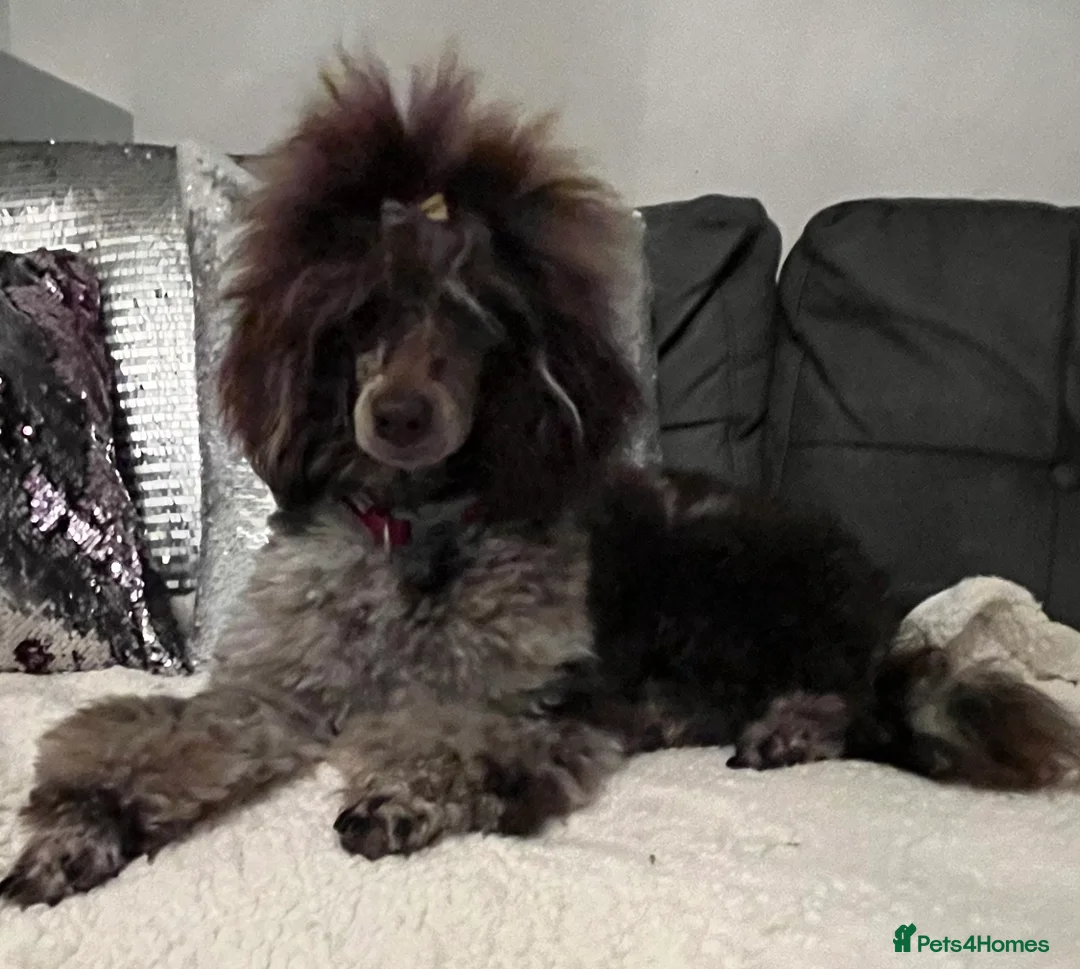 Toy Poodle dogs for stud: EXTENSIVELY DNA CLEAR BROWN MERLE POODLE STUD  in Hoddesdon - Advert 5