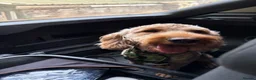 Cockapoo dogs for sale: 20 Month Old Cockapoo - Advert 9
