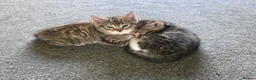 Ragdoll cats for sale: Ragdoll x Tabby Mix Kittens - Advert 5