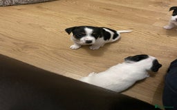 Jack Russell dogs for sale: Traditional short legs jack Russel  - Image 5