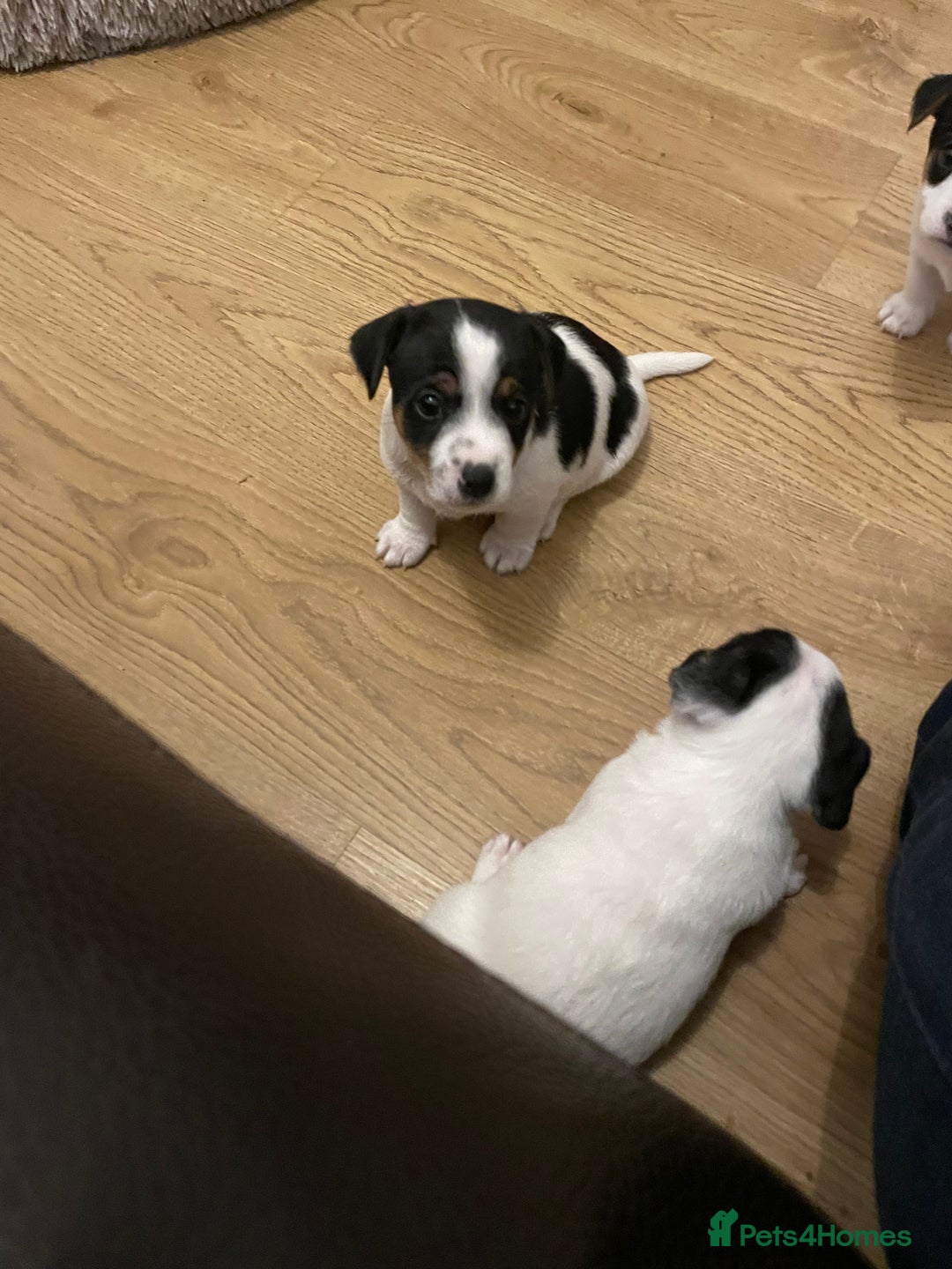 Jack Russell dogs for sale: Traditional short legs jack Russel  - Image 5