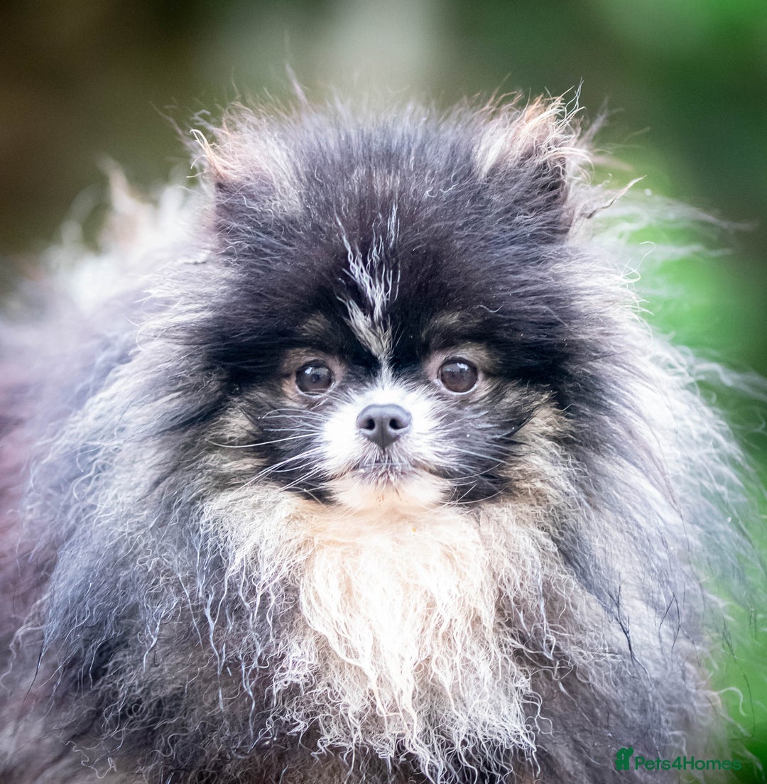 Pomeranian dogs for stud: Unique Tri colour kc Registered Pomeranian stud  in Pontefract - Advert 4