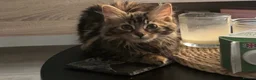 Persian cats for sale: Kitten for seal  in Nottingham - Advert 4