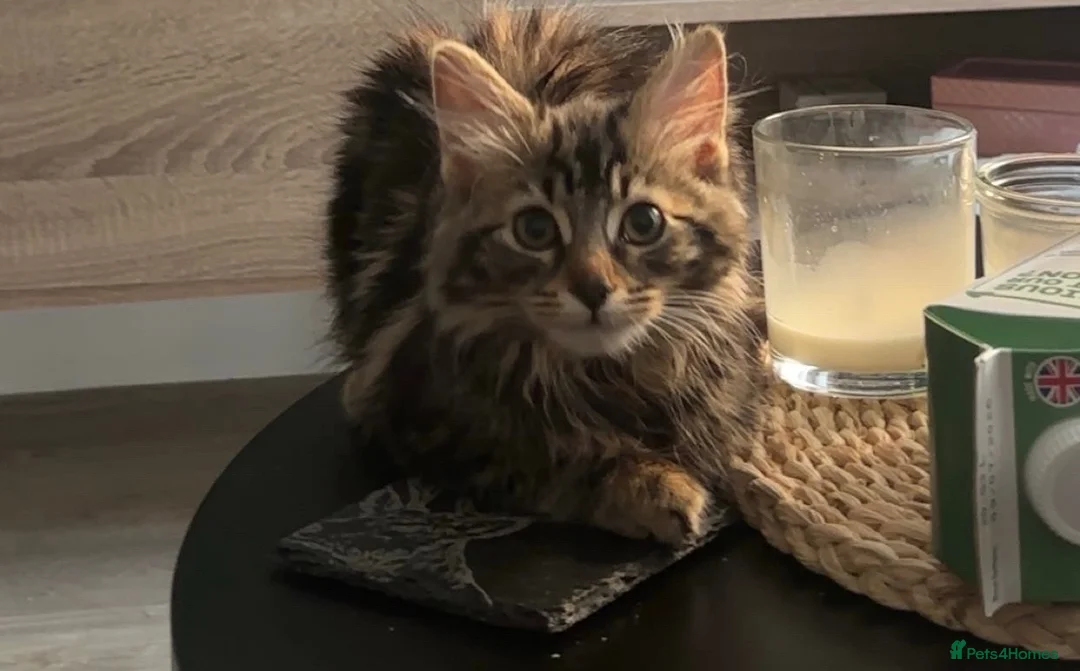 Persian cats for sale: Kitten for seal  in Nottingham - Advert 4
