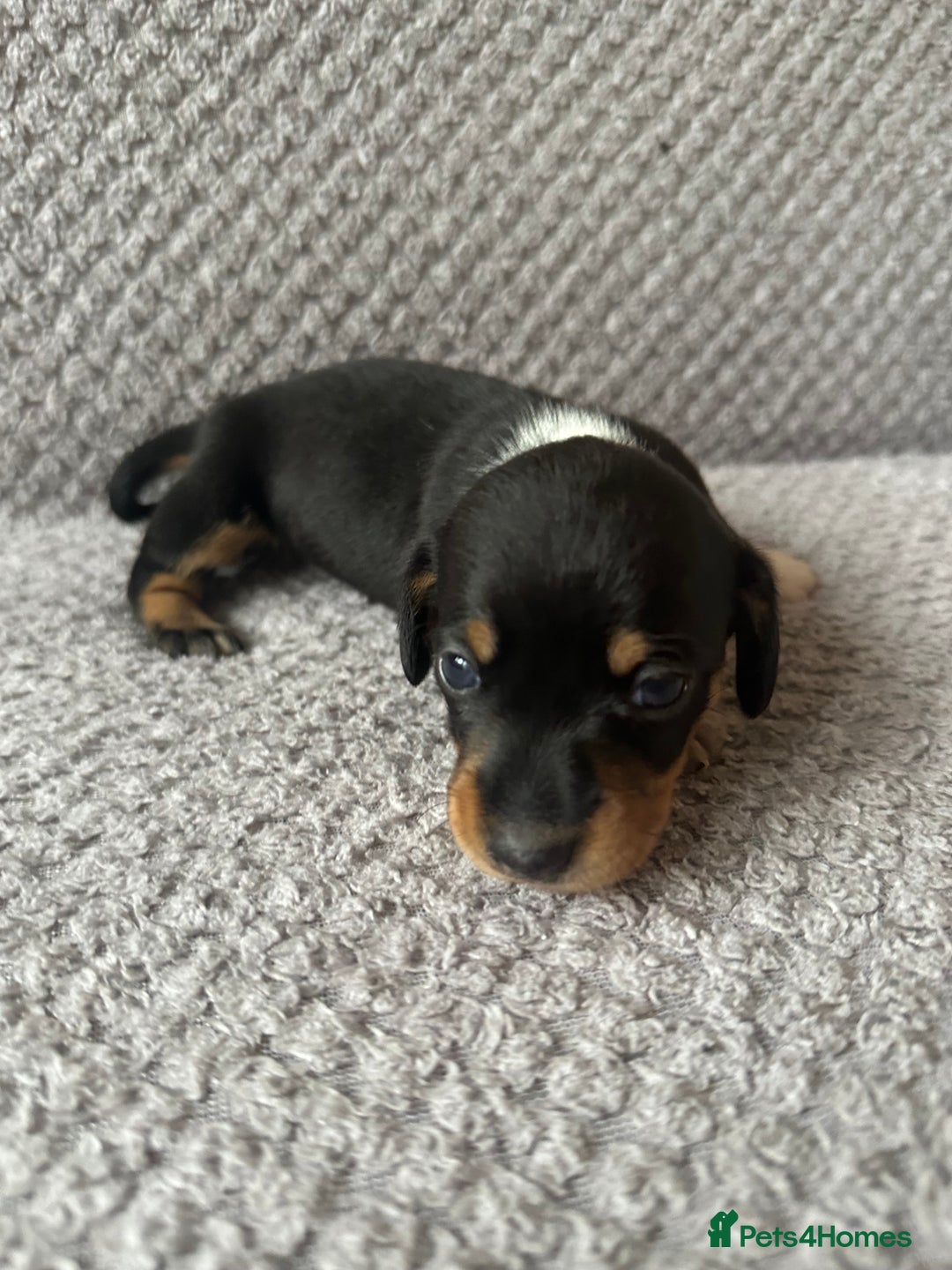 Dachshund dogs for sale: Beautiful litter of 3 KC Reg - Advert 7