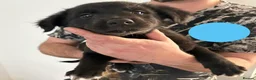 Mixed Breed dogs for sale: 9 mixed breed puppies in Salisbury - Advert 18