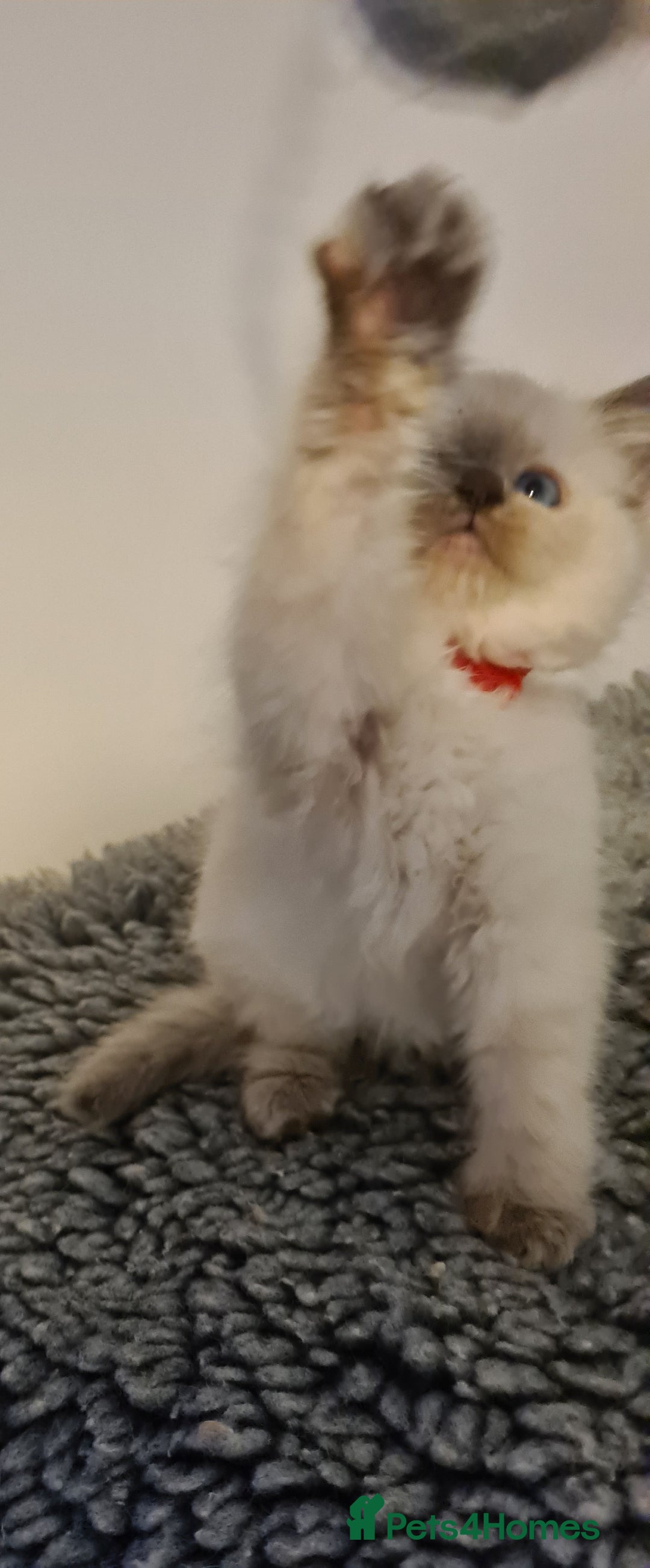 Ragdoll cats for sale: Ragdoll kitten Full Pedigree Beautiful Chunky Boys - Image 4