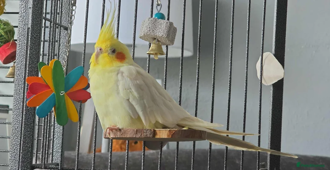 Cockatiels birds for sale: Cockatiel for sale - Advert 1