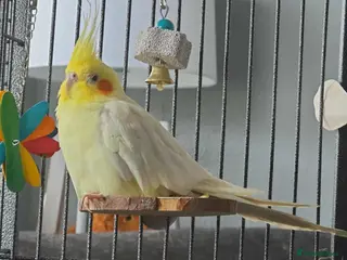 Cockatiels birds Cockatiel for sale - Advert 3