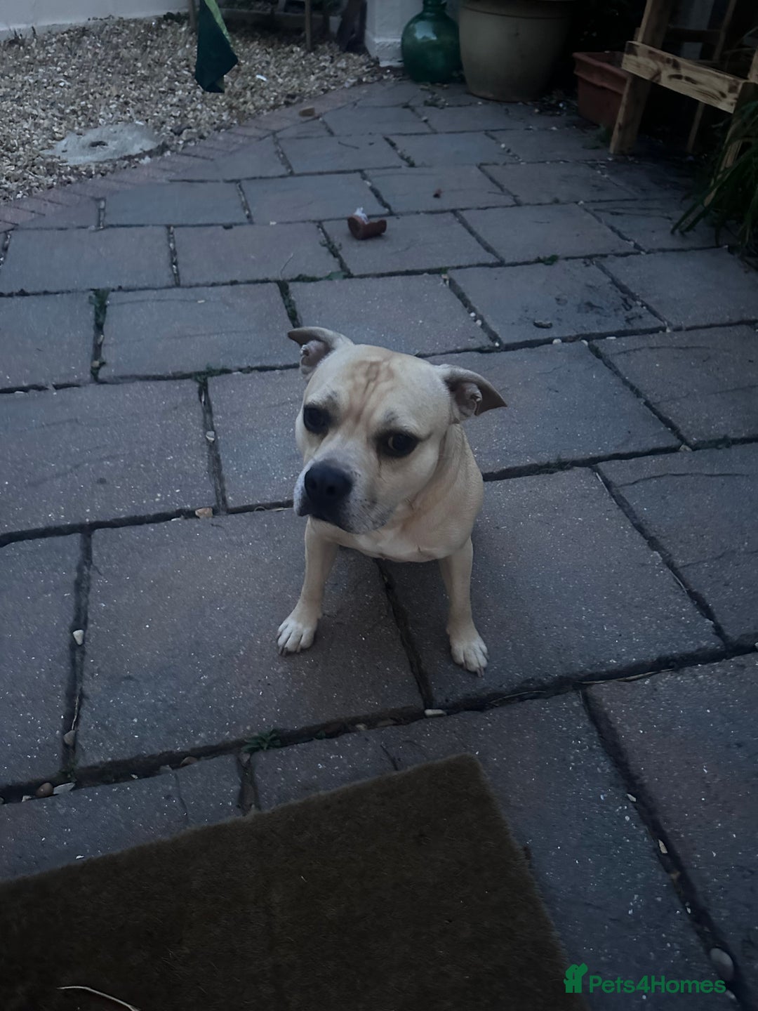 Mixed Breed dogs for sale: Staff x frenchie  - Advert 5