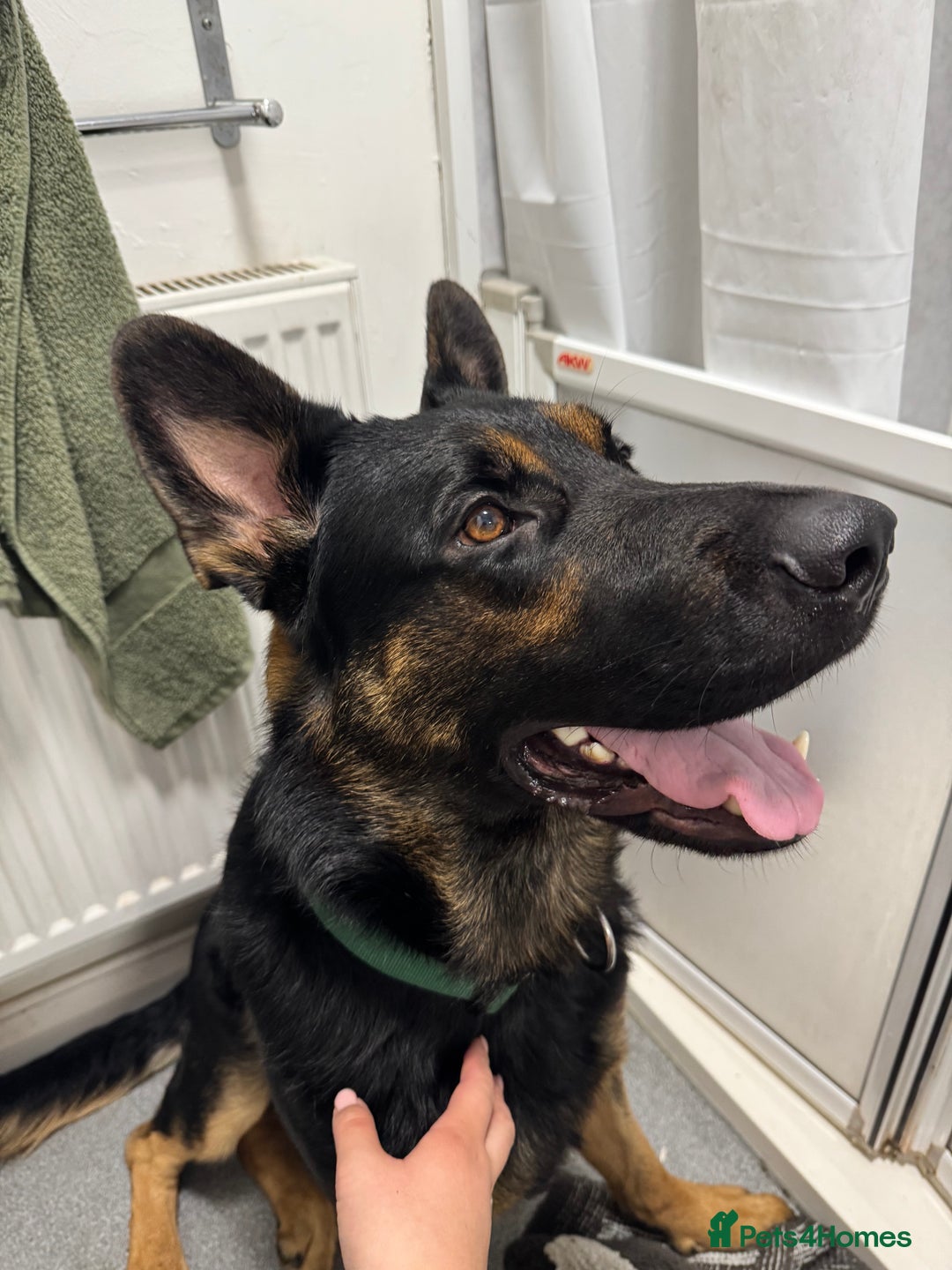 German Shepherd dogs for sale: 17month Old Male German Shepherd  - Image 3