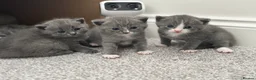 British Shorthair cats for sale: Adorable British Shorthair Kittens–2 Boys &2 Girls - Advert 8