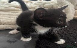 British Shorthair cats for sale: X4 male British shorthair X kittens - Image 18