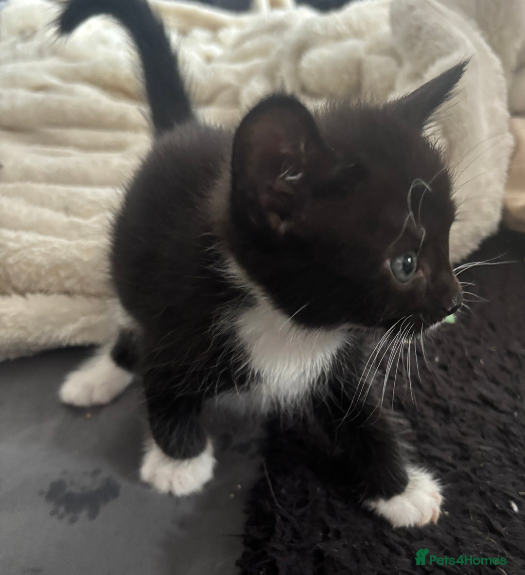 British Shorthair cats for sale: X4 male British shorthair X kittens - Image 18