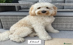 Australian Labradoodle dogs for sale: Australian Labradoodle Bitch fully vaccinated  - Advert 9