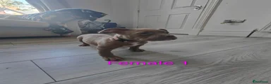 American Bully Puppy 5