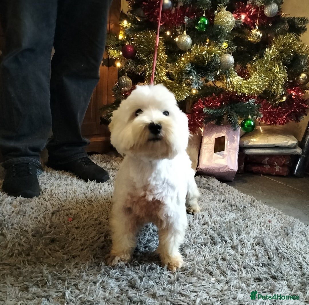 West Highland Terrier dogs for sale: 2yo KC westie girl  - Advert 3