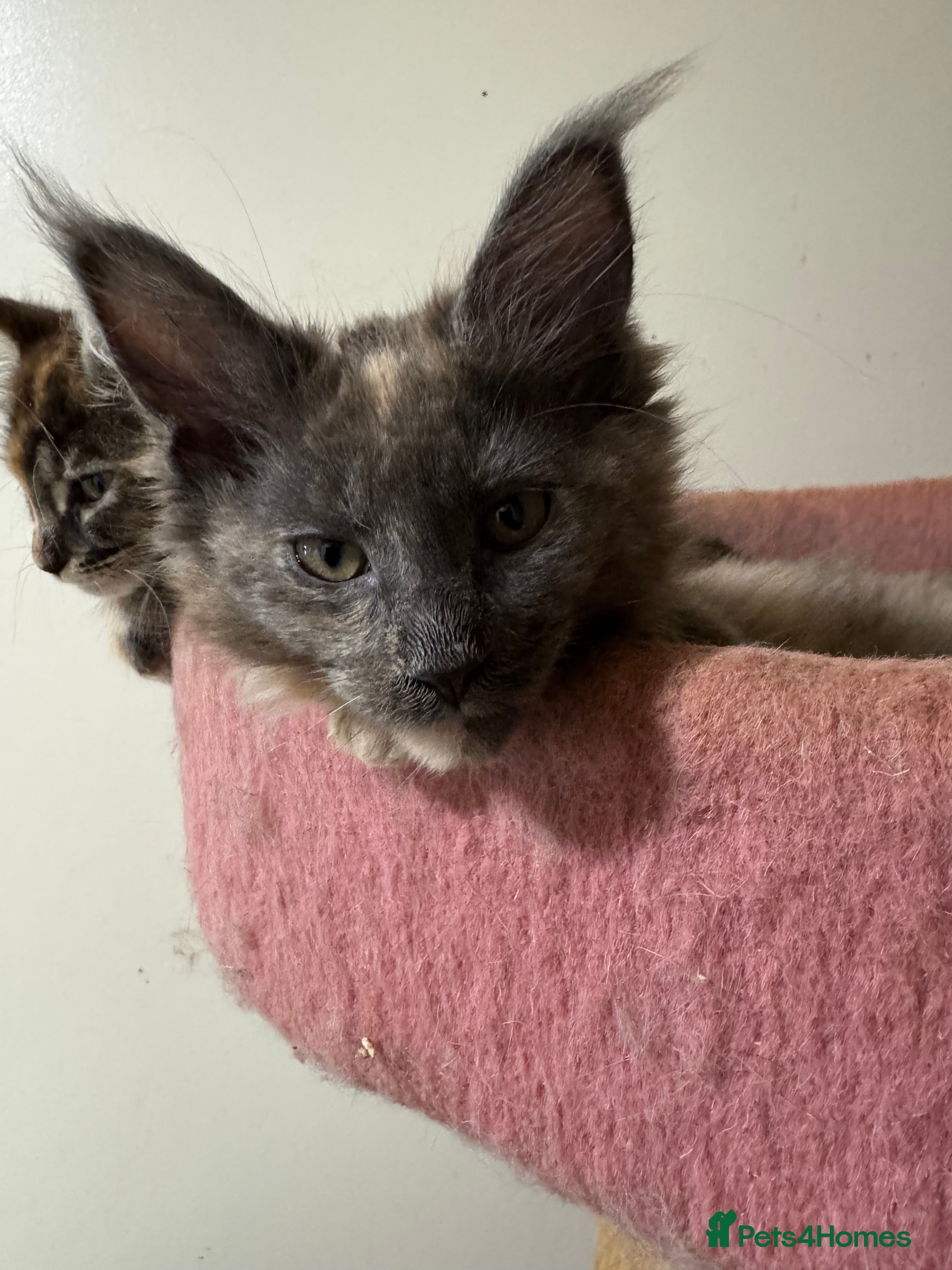 Maine Coon cats GCCF PEDIGREE MAINECOON KITTENS - Advert 2