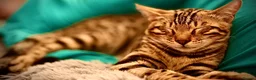 Bengal cats for sale: Pure Bengal bread  in Gravesend - Advert 2