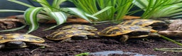 Tortoise reptiles for sale: Hermanns Tortoise Hatchling - Testudo Hermanni - Advert 1
