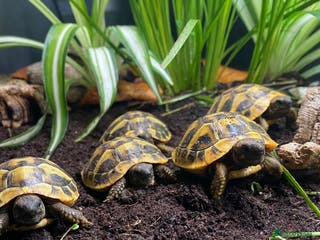 Tortoise reptiles Hermanns Tortoise Hatchling - Testudo Hermanni - Advert 4