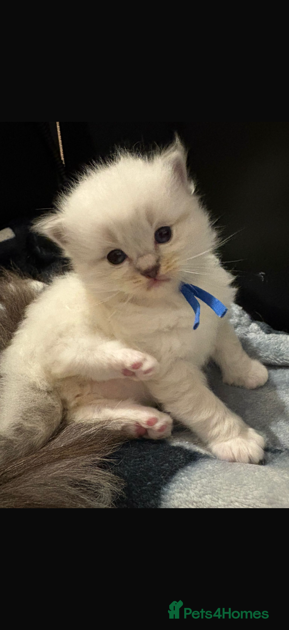 Ragdoll cats Pure tica reg ragdoll kittens  - Advert 3