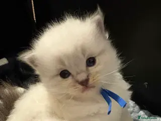 Ragdoll cats Pure tica reg ragdoll kittens - Advert 3