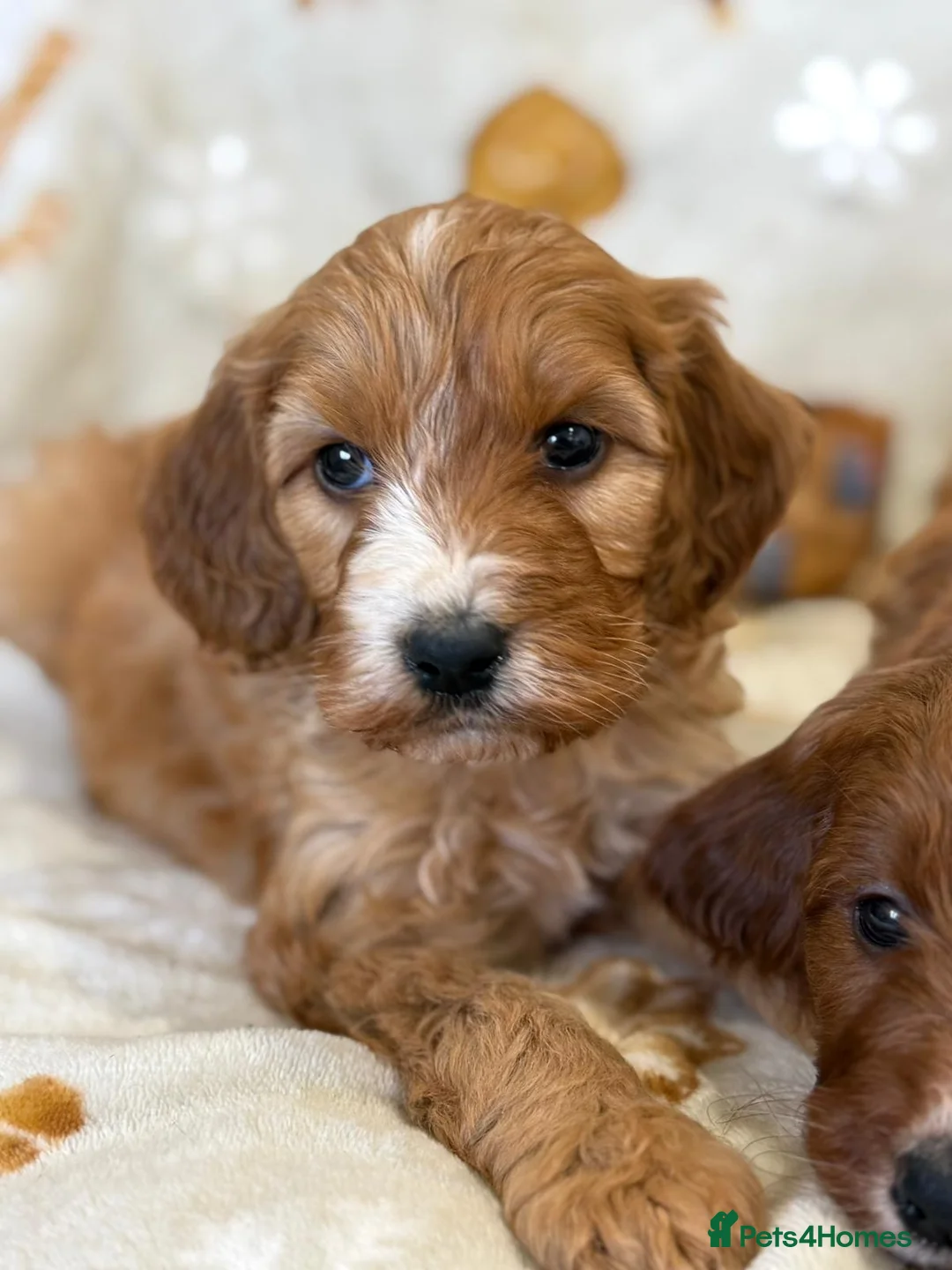 Cavapoo dogs for sale: Adorable F1 Cavapoo Puppies Ready for Loving home - Advert 2