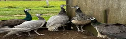 Guinea Fowl poultry for sale: Guineafowl & Peafowl in Romsey - Advert 5