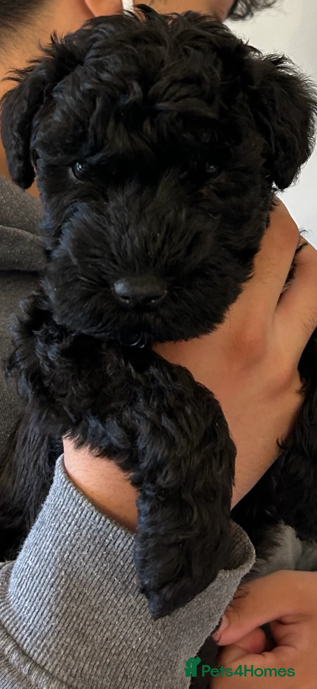 Kerry Blue Terrier dogs for sale: KC registered Kerry blue puppies - Advert 2