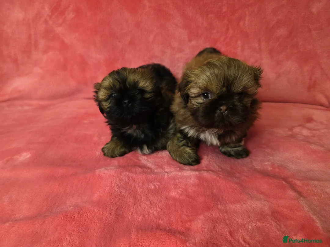 Shih Tzu dogs for sale: Two Beautiful Full Pedigree Shih Tzu Girls - Advert 15