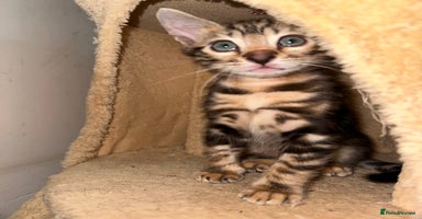 Bengal cats - Advert 4