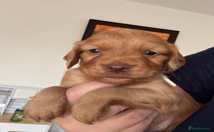 Cocker Spaniel dogs - Advert 1