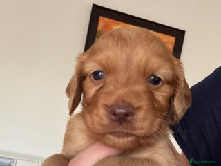 Cocker Spaniel dogs - Advert 3