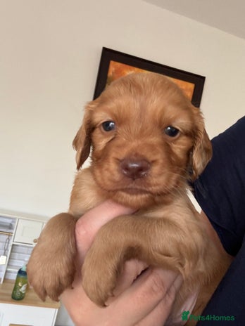 Cocker Spaniel dogs - Advert 11