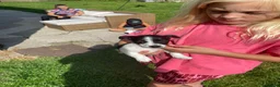 Jack Russell dogs for sale: Jack Russell  - Advert 3